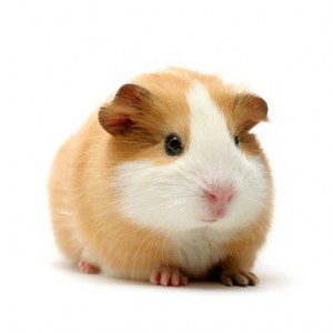 guinea pig over white